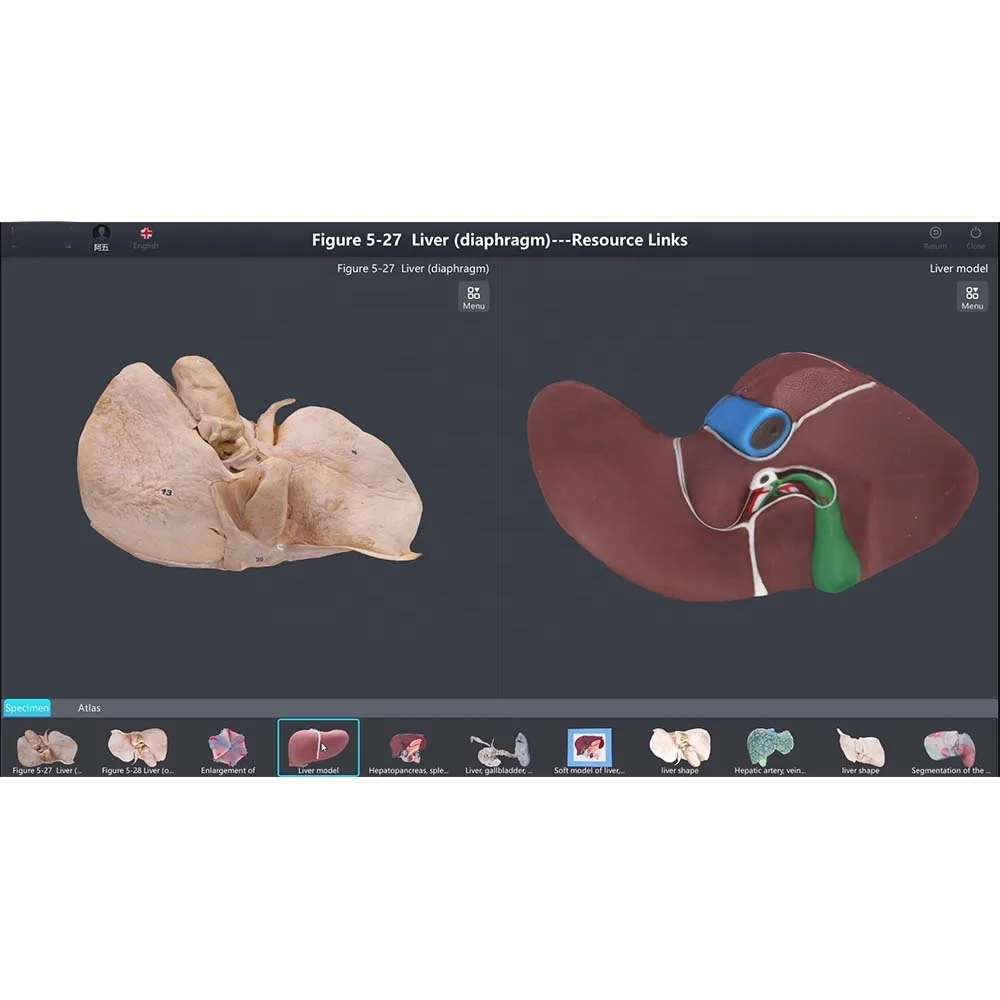 3d Digital Human Specimen Database for Sale