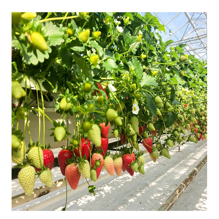 Glass greenhouse green house for agriculture with hydroponics for strawberry