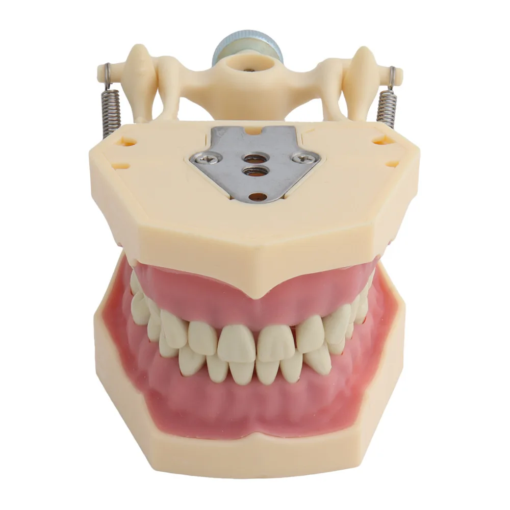 Frasaco Dental Model (32 Tooth) Soft Gum Teaching with Removable