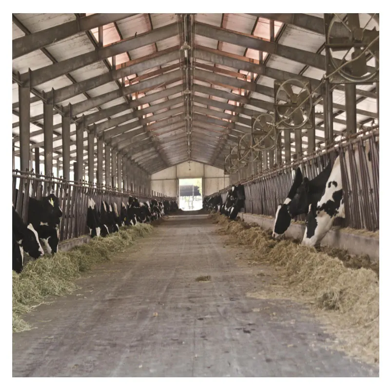 Low price prefab dairy cow shed farm building cattle