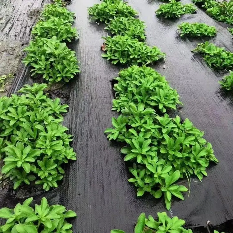 Полипропиленовый черный тканый коврик для сорняков Коврик борьбы с сорняками