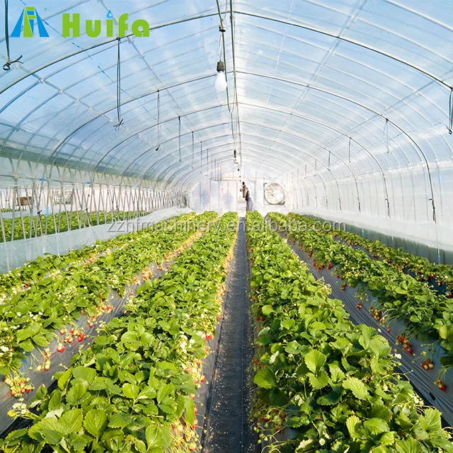 Economical Plastic Vegetable Tunnel Greenhouse For Sale