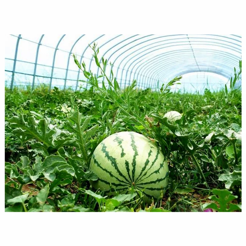 Tomato Greenhouse Solution Plastic Film Greenhouse Frame For Sale