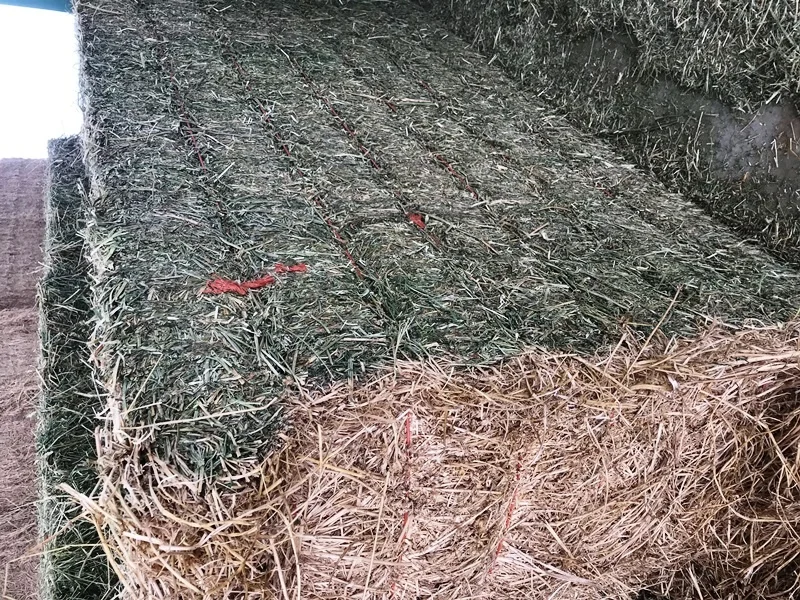 
LUCERNE HAY BALE FROM TURKEY 