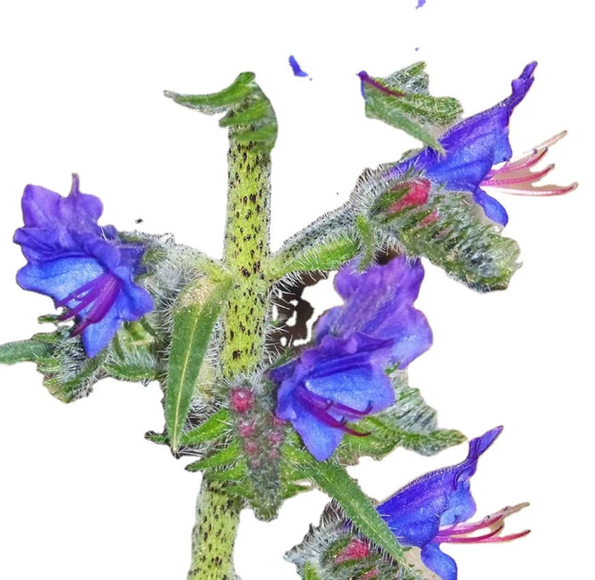 500 г, семена красивых синих цветов, семена Anchusa capensis для продажи