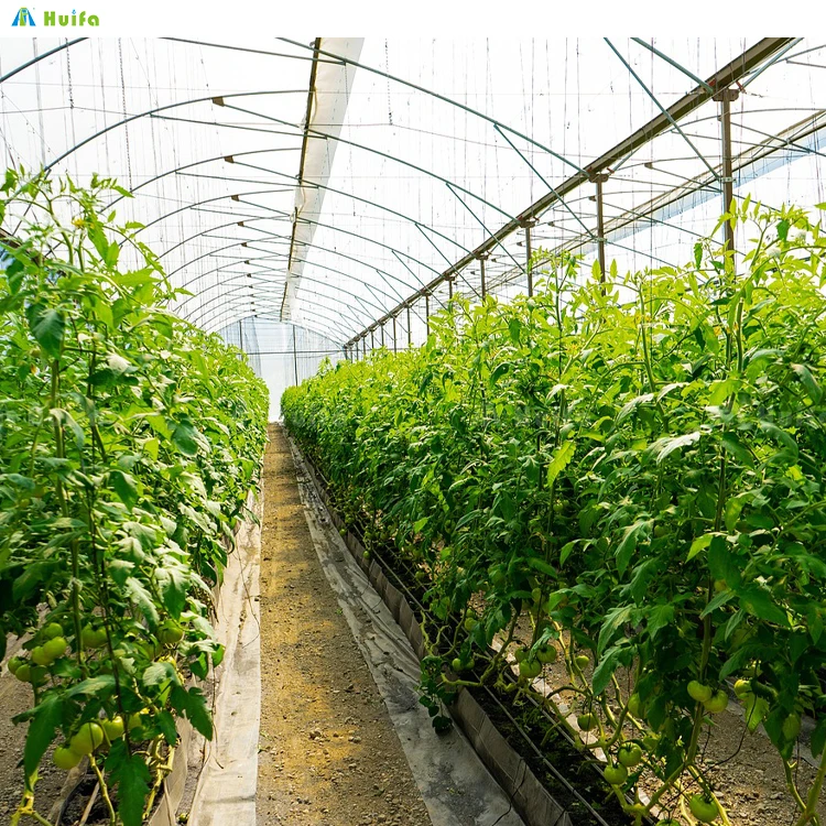 China Factory Direct Sale Commercial Green Houses Agriculture 8*30m Single-Span Tunnel Greenhouse For Tomato Strawberry