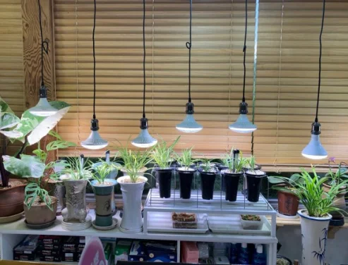 Blue 450nm Red 660nm Spectrum VEG BLOOM Plant Growth Light 15w UFO LED Grow Bulb Lamp
