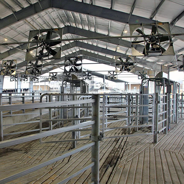 prefab steel structure dairy cow shed farm