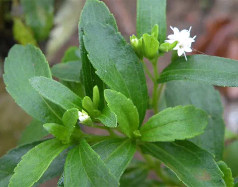 
Stevia Leaf Extract Powder RA-40% for sweetener 