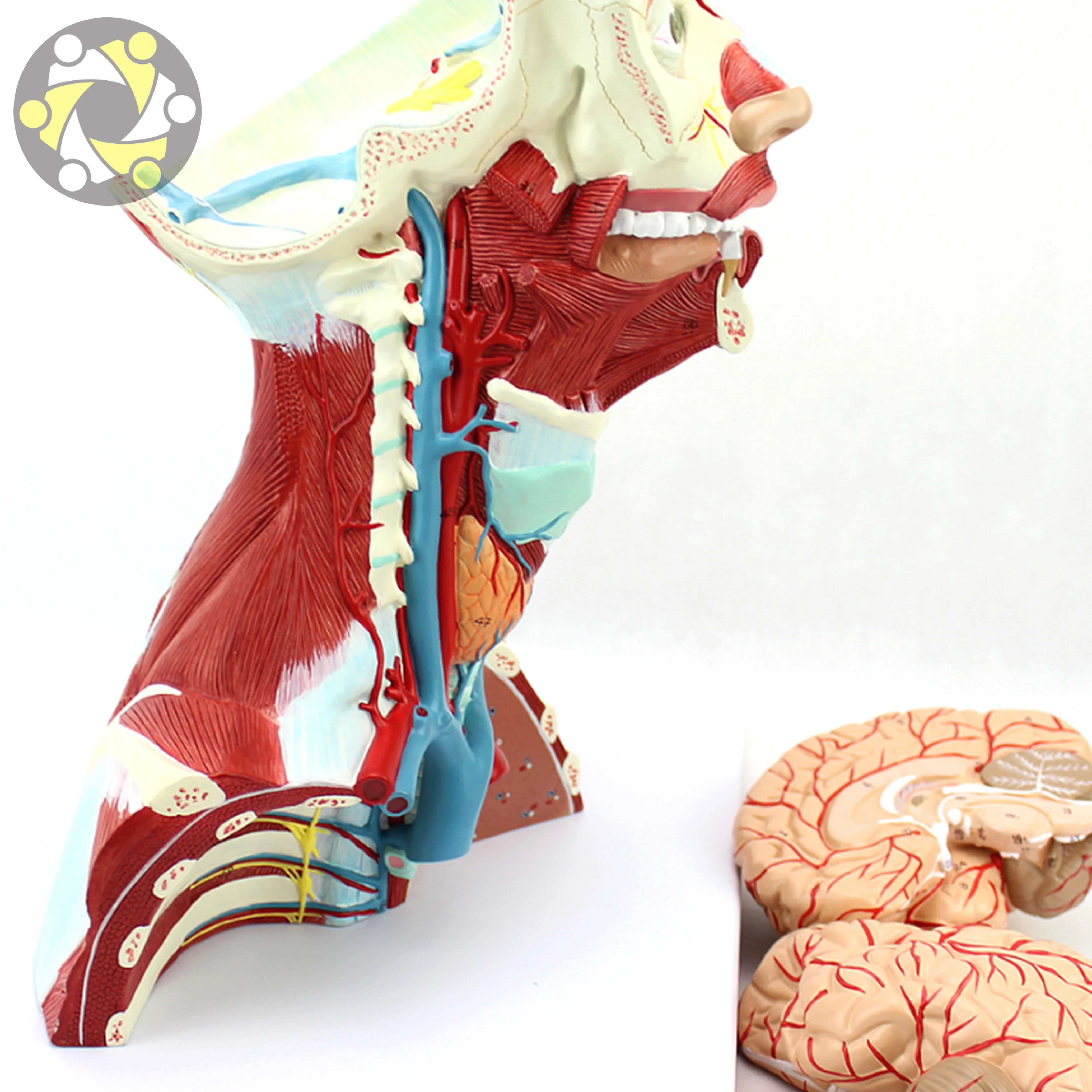 Educational Lab Medical Science Teaching Resources New Style Head and Neck Muscle Model 4 Layer Manikin Head in Export Carton