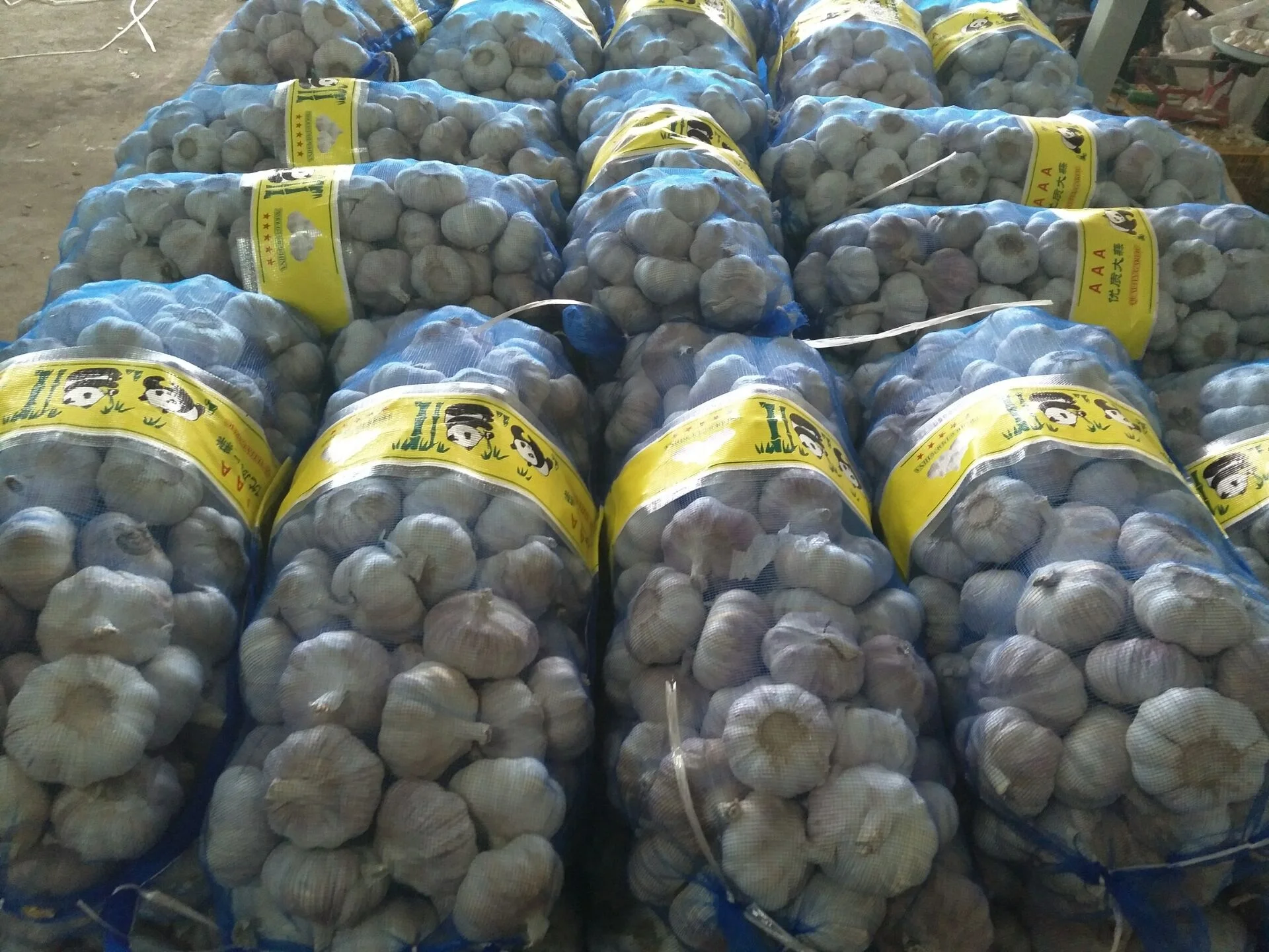 Garlic Planter Provide Best Quality Big Size and 100% Dried Garlic Organic Packed in Box Fresh