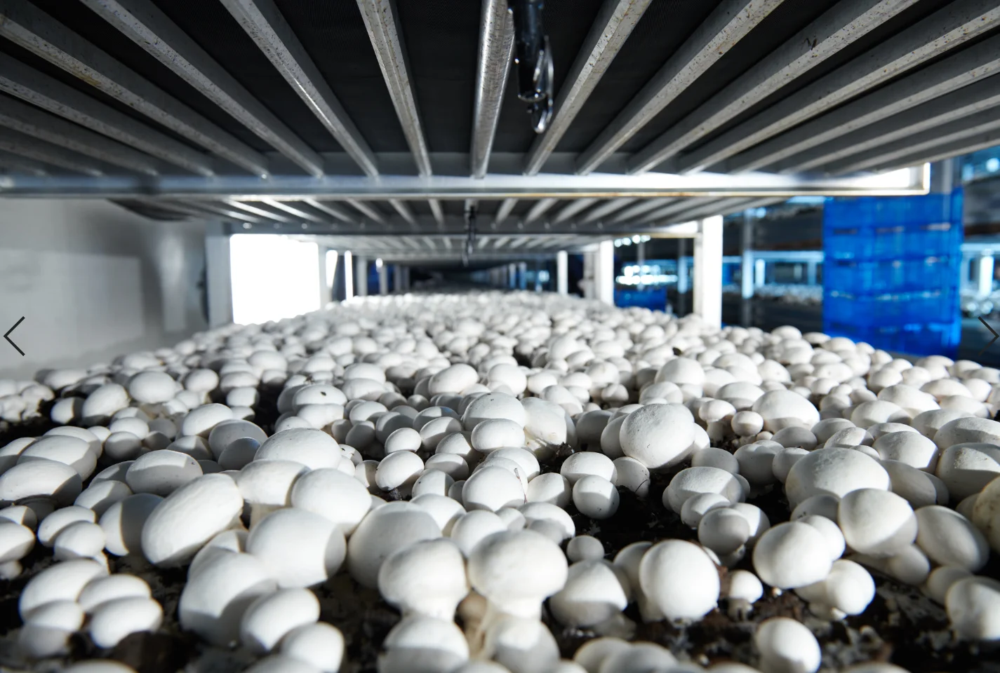 Замороженные белые грибы Agaricus Bisporus цена