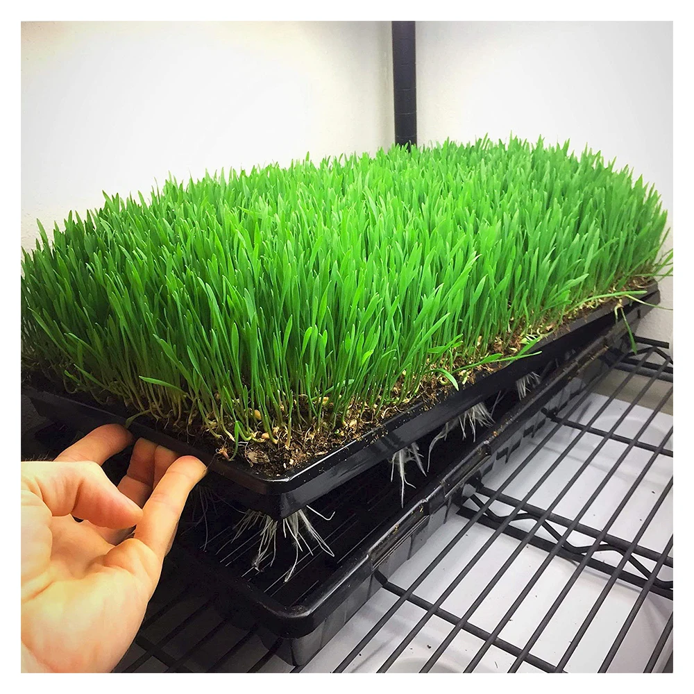 Factory Batch Greenhouse Plant Planting Seedling Germination Tray Hydroponic Tray