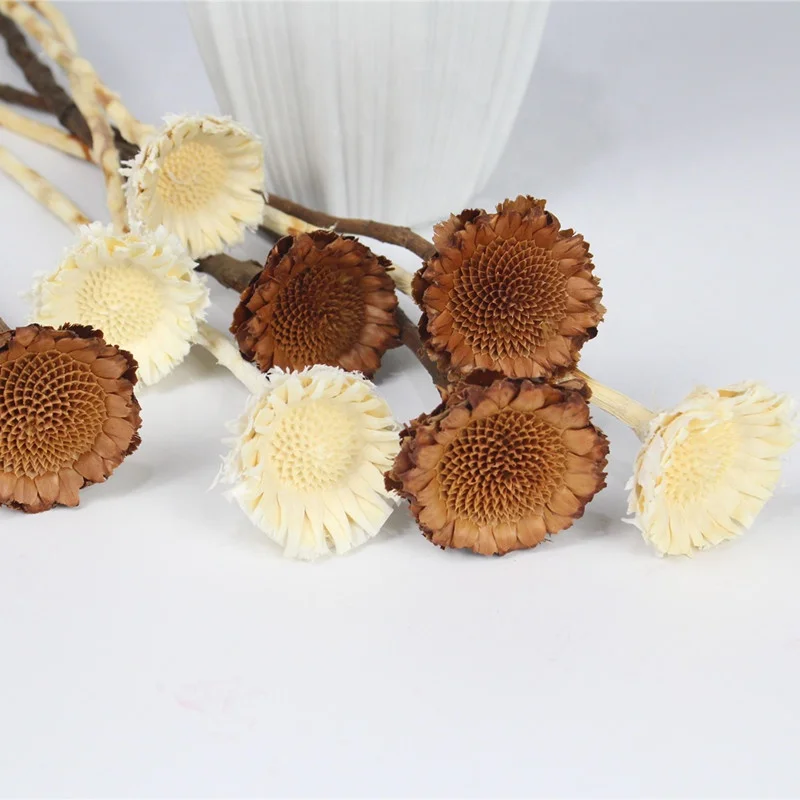 Popular dried Africa sun chrysanthemum for home decoration and flower arrangements