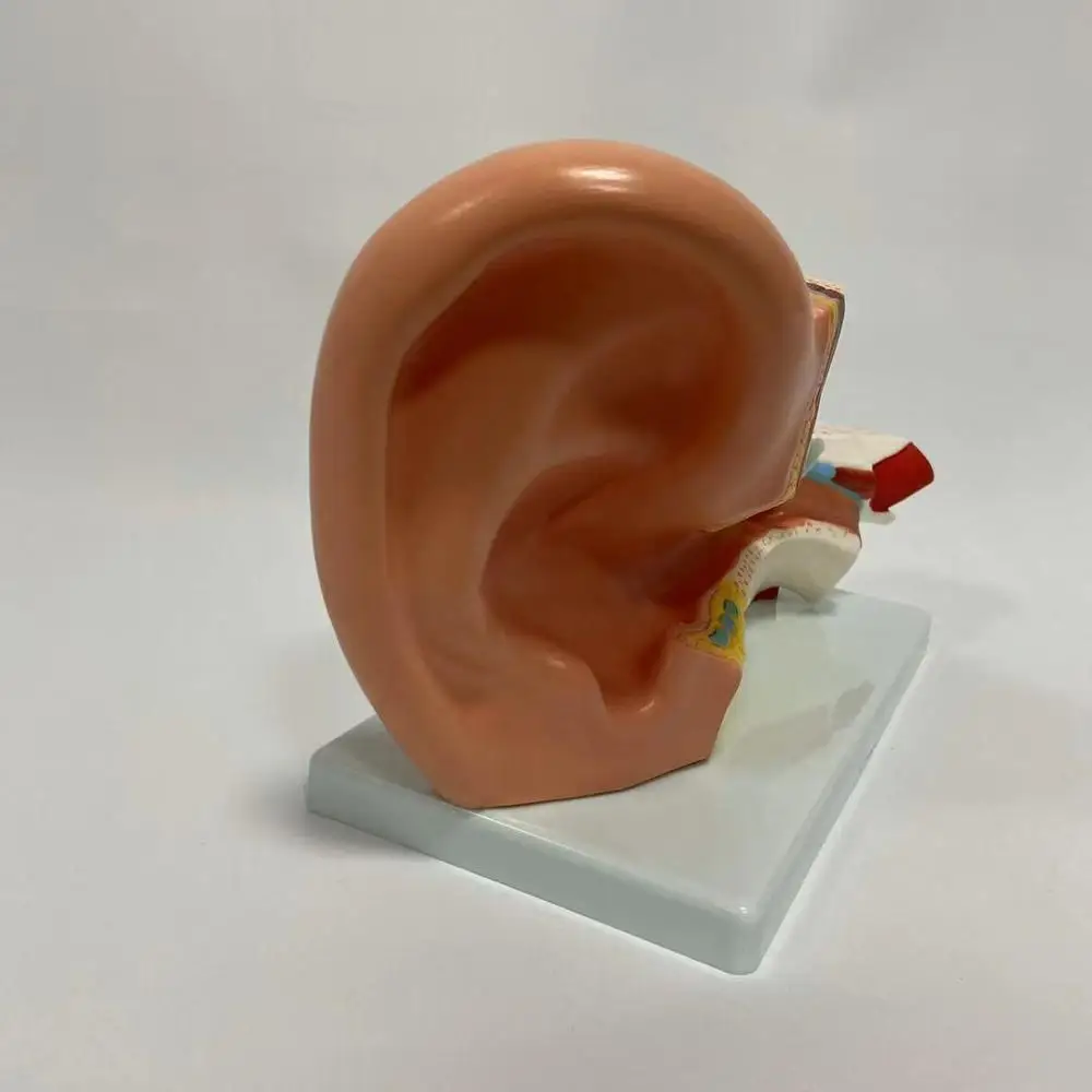 Medical Anatomical Series Middle Ear Model for teaching