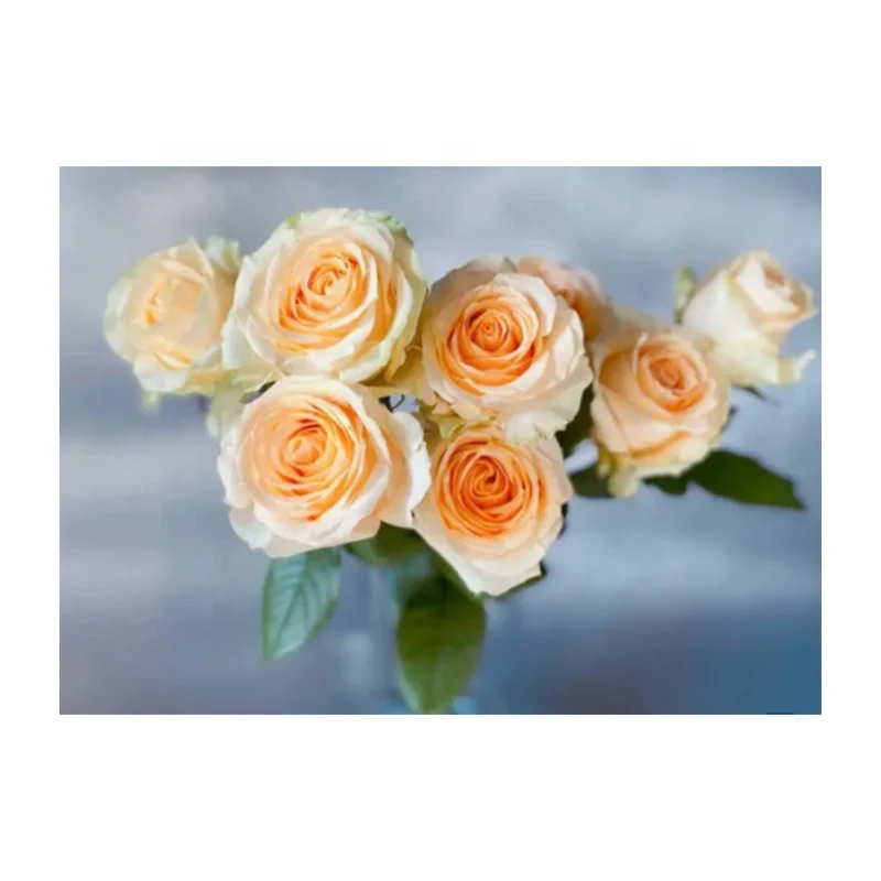 
real fresh flower fresh cutting flowers Peach Snow Mountain rose in Champagne by Yunnan Flowers Fields 