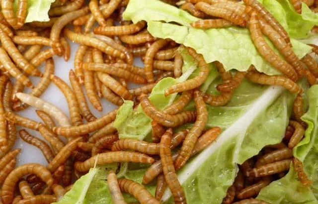 
Human Meal Mealworms insect edible mealworm 