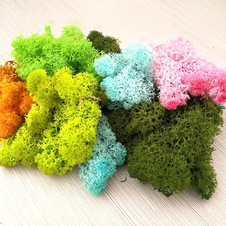 
Wholesale Stabilized Preserved Lichen Reindeer Moss for Wall Decoration lichen moss moss wall 
