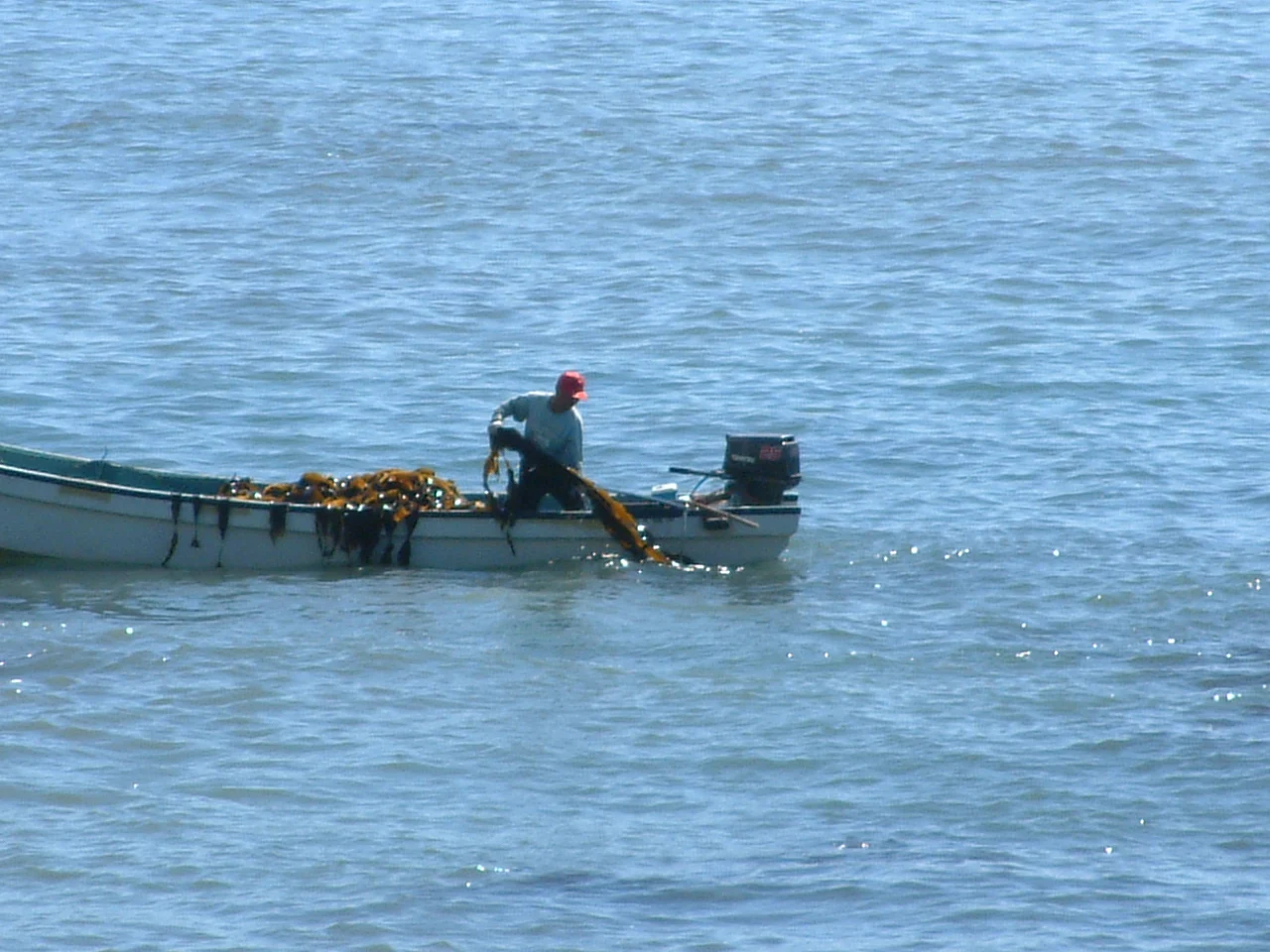 Japanese fresh dried kombu sargassum seaweed kelp long-selling