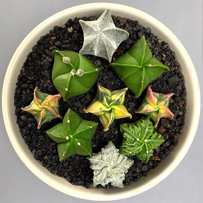 
Top Sale Guaranteed Quality Wholesale Lithops Natural Succulents Cactus 