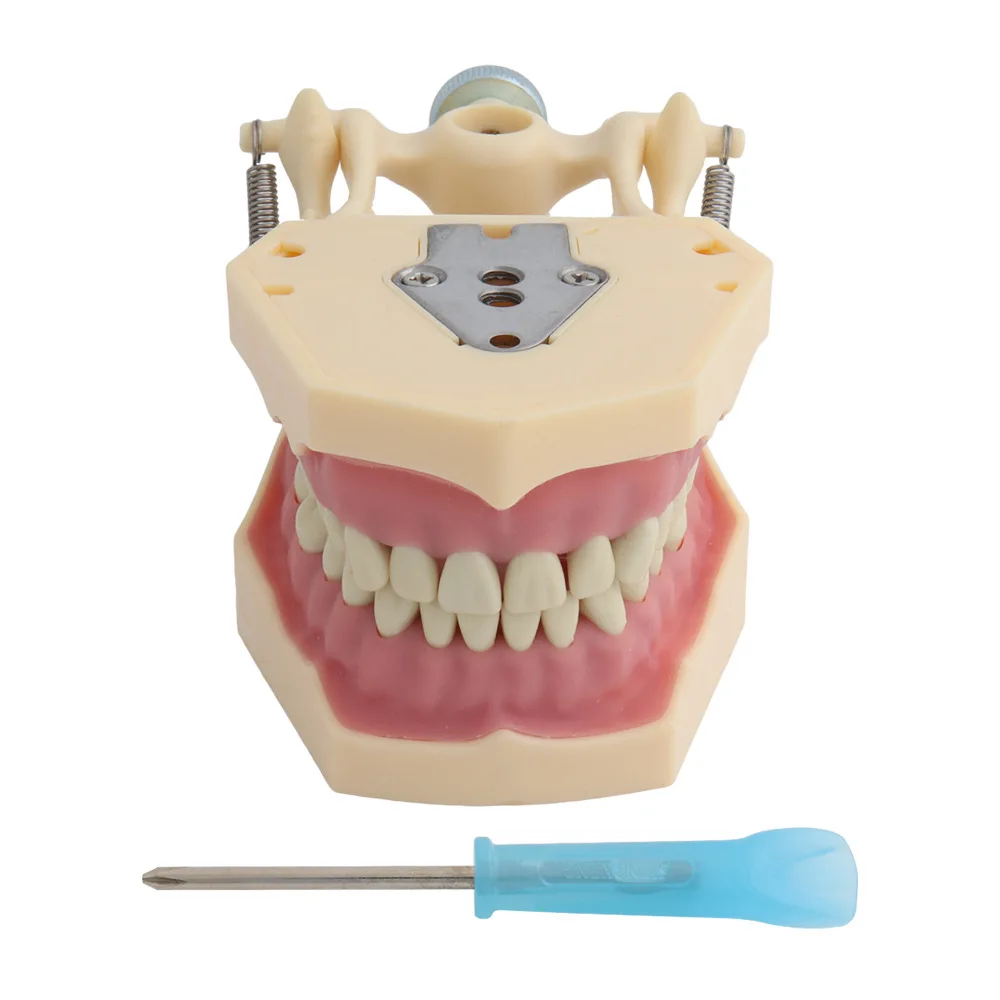 Frasaco Dental Model (32 Tooth) Soft Gum Teaching with Removable
