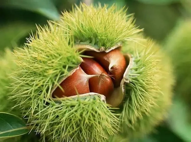 Chestnut Flour Wholesale