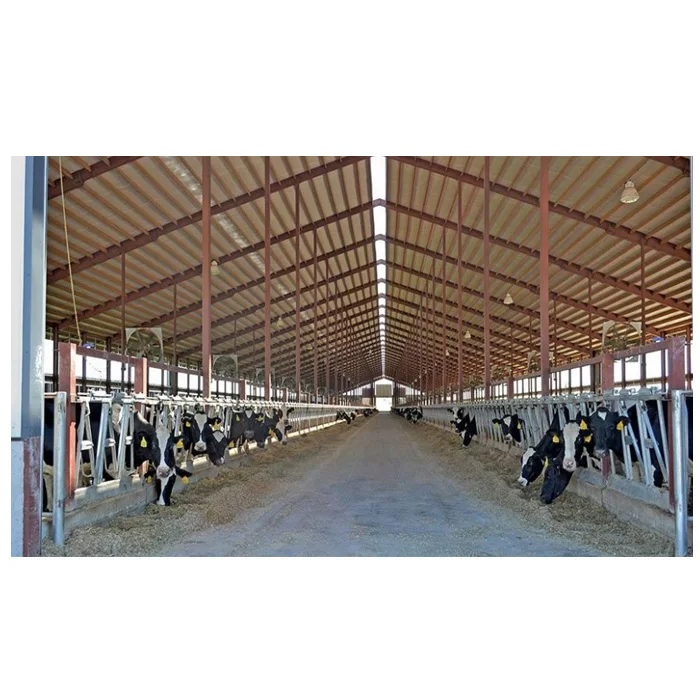 Low cost livestock shelter dairy farm barn steel structure cow shed for live cattle