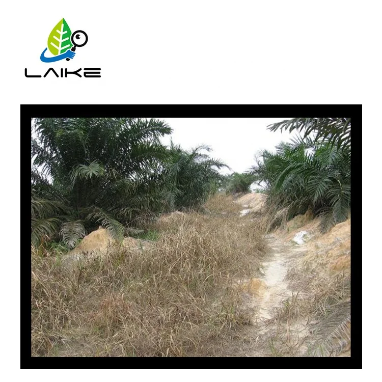 Quality Agriculture Herbicide Weed Killer glyphosate CAS 1071-83-6