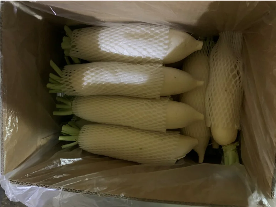 The great PIZHOU radish normal white & spicy high, new crop and well preserved in storage