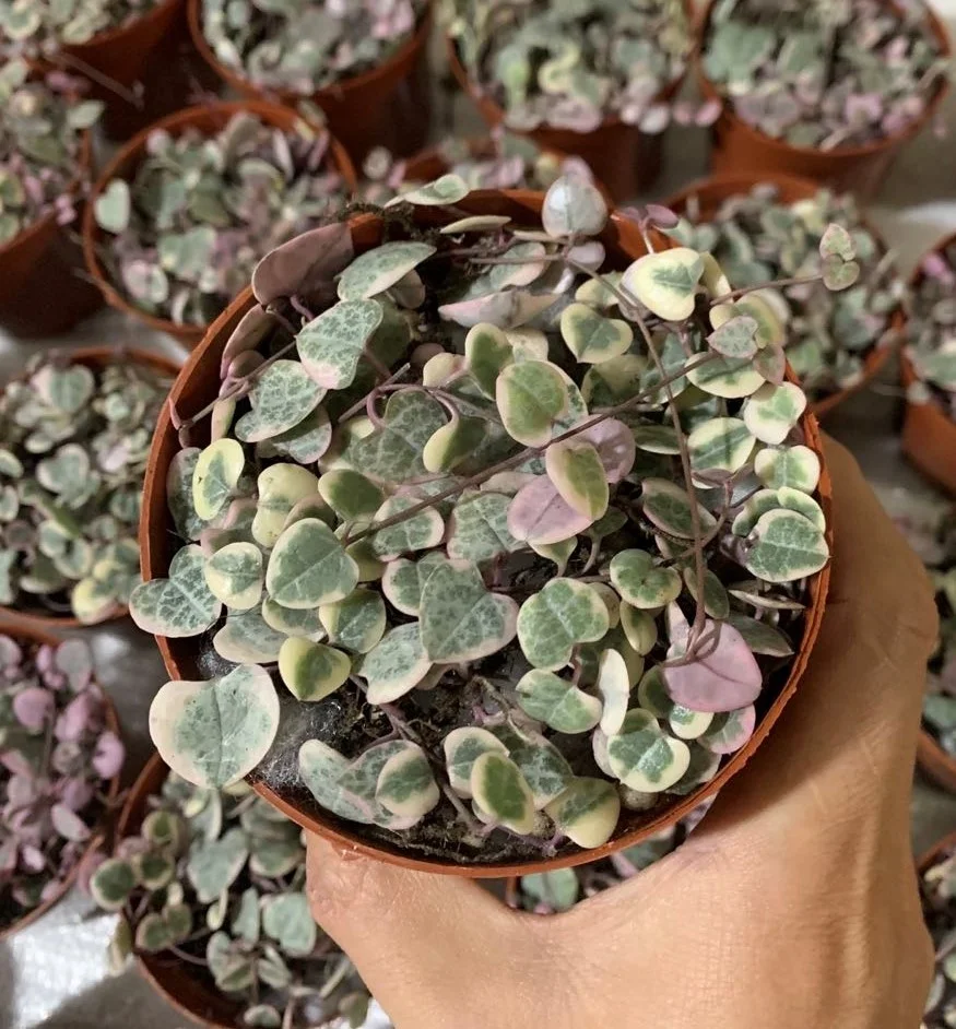  Низкая цена нитка сердца Senecio rowleyanus натуральные декоративные живые растения настоящие суккуленты бонсай церопия колларикон