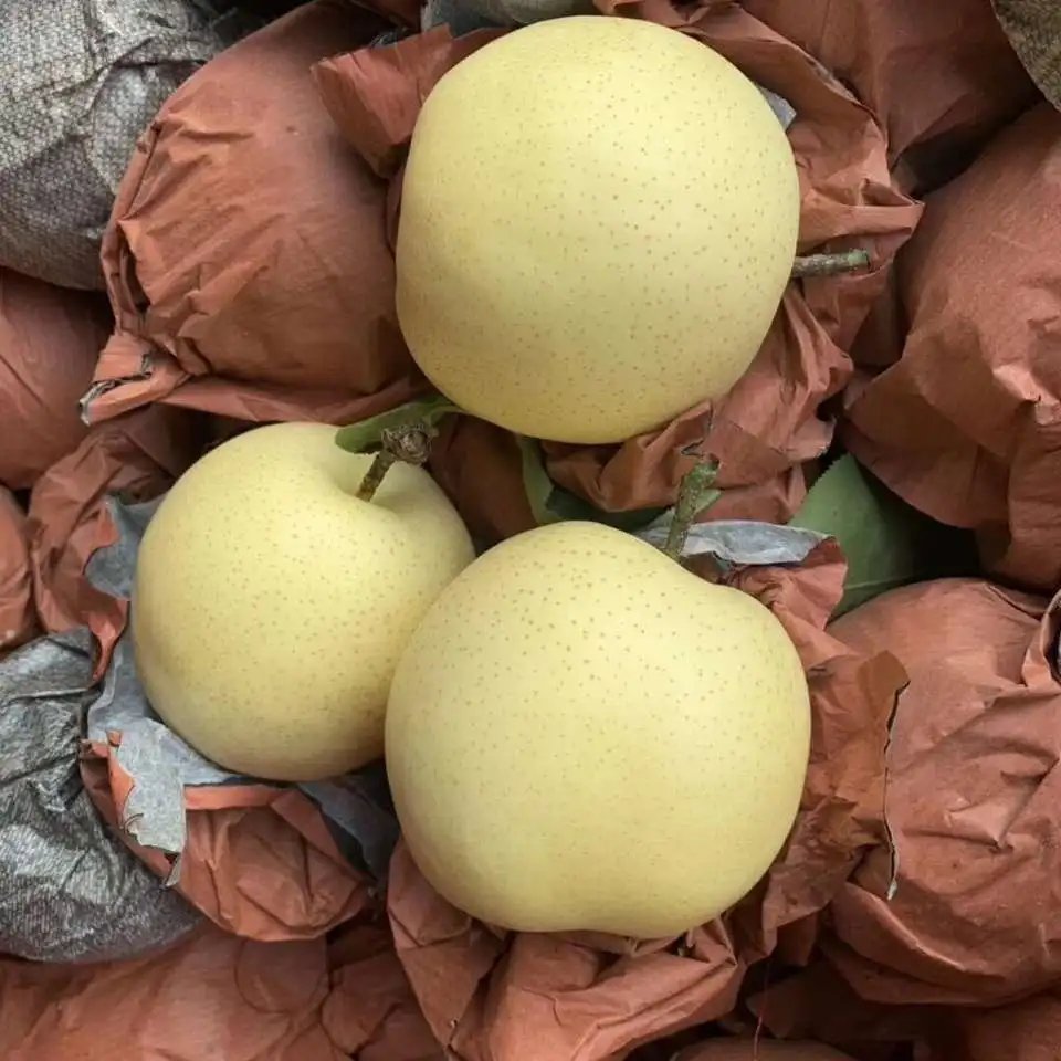 Juicy pear high quality for export from China fresh Ya pear hot on sale Chinese fruit sweet and