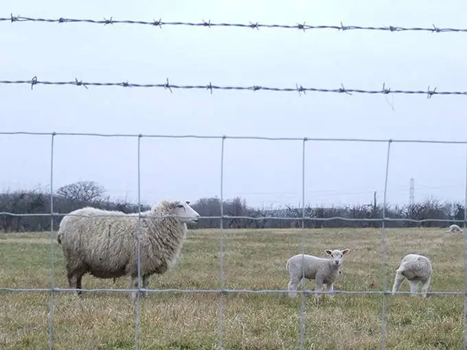Sheep Goat Fencing.jpg