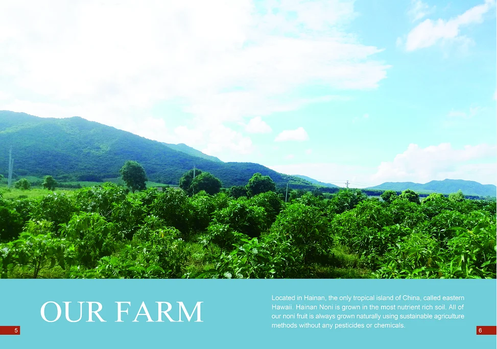 Hainan Factory Direct Supply 100% Natural Pure Organic Noni Juice to USA, Japan, Tahitian, Thailand