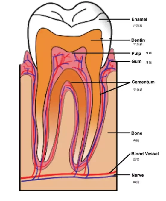 dental 5
