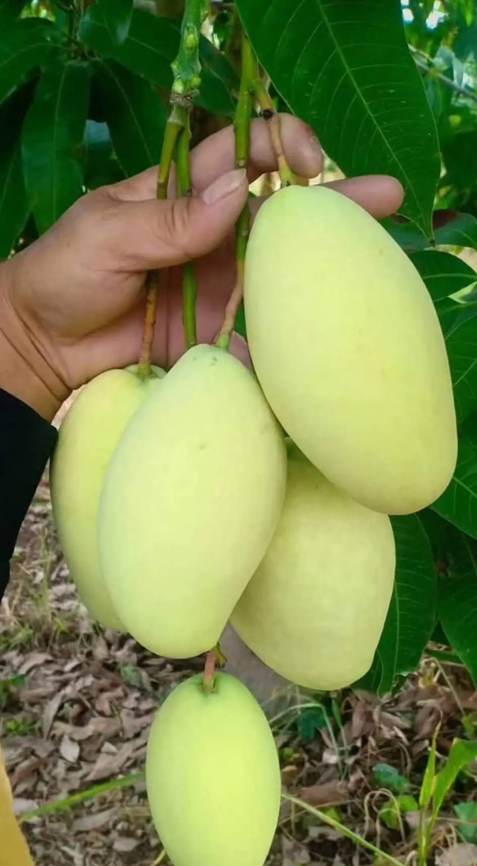 Best Price The Exporter Fresh Mango Have Carton Packaging Best Recommend From Vietnam