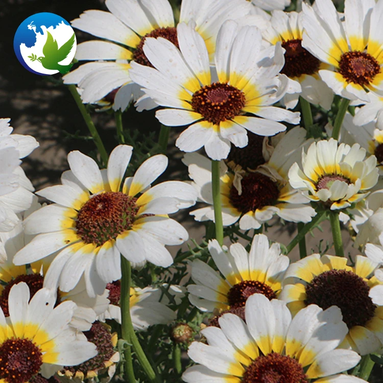 
Chrysanthemum Seeds Plaza Exotic Plant Chrysanthemum Ornamental Flower Seeds Carinatum Chrysanthemum Seeds 