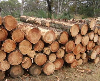 wood drying equipment supplier wood drying Chamber machine for oak and SYP wood dryer