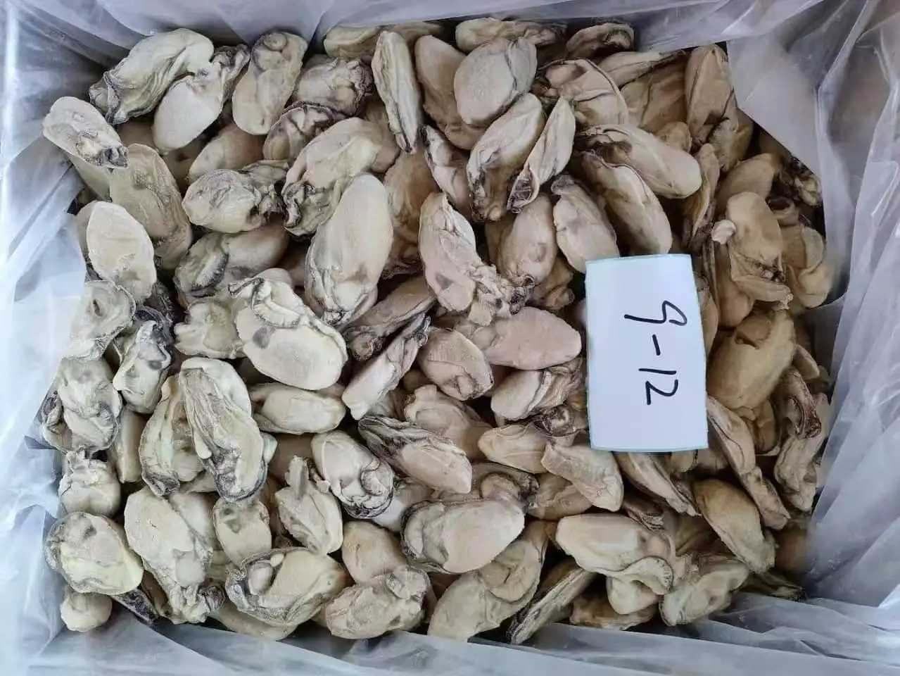 New Season Frozen Oyster Meat Shell-Off Cooked Oyster Meat Premium Oyster Product