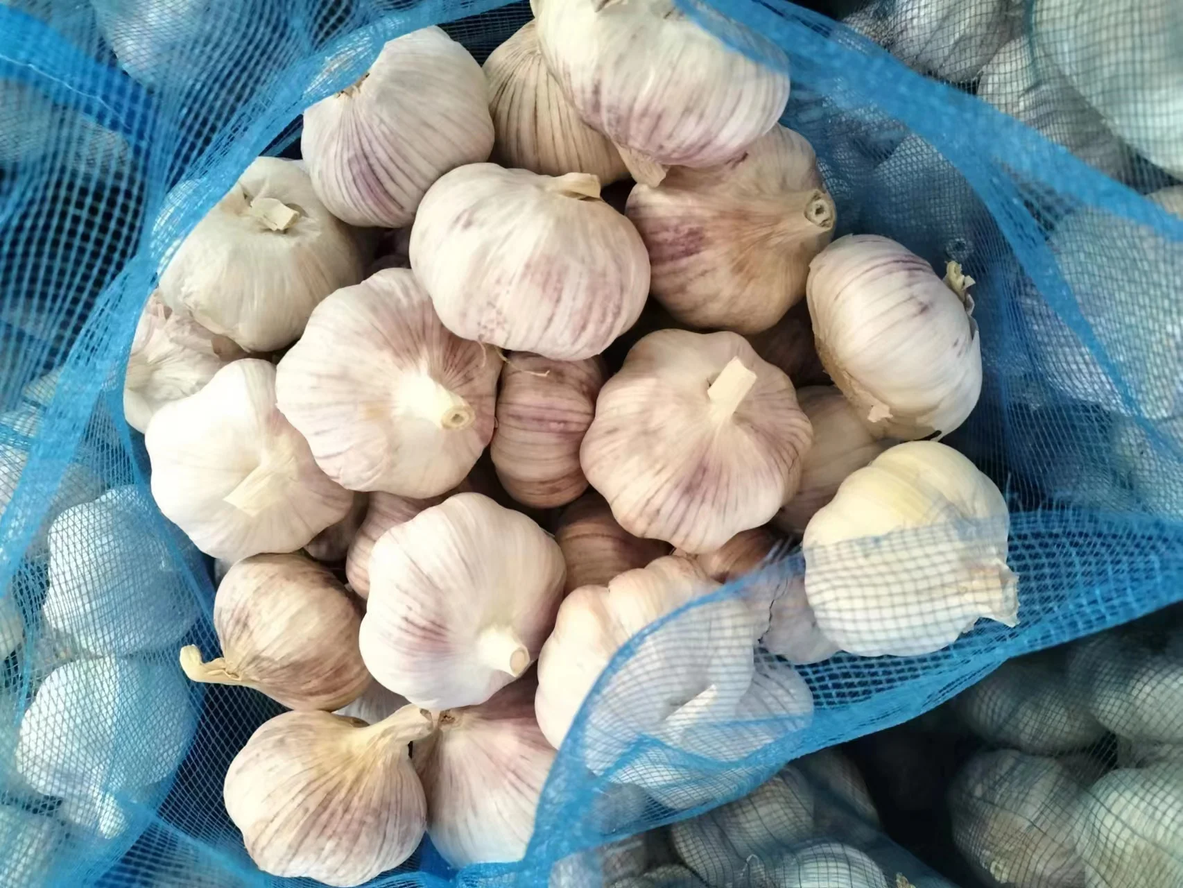 Fresh red garlic crop and bulb 4p garlic exporter