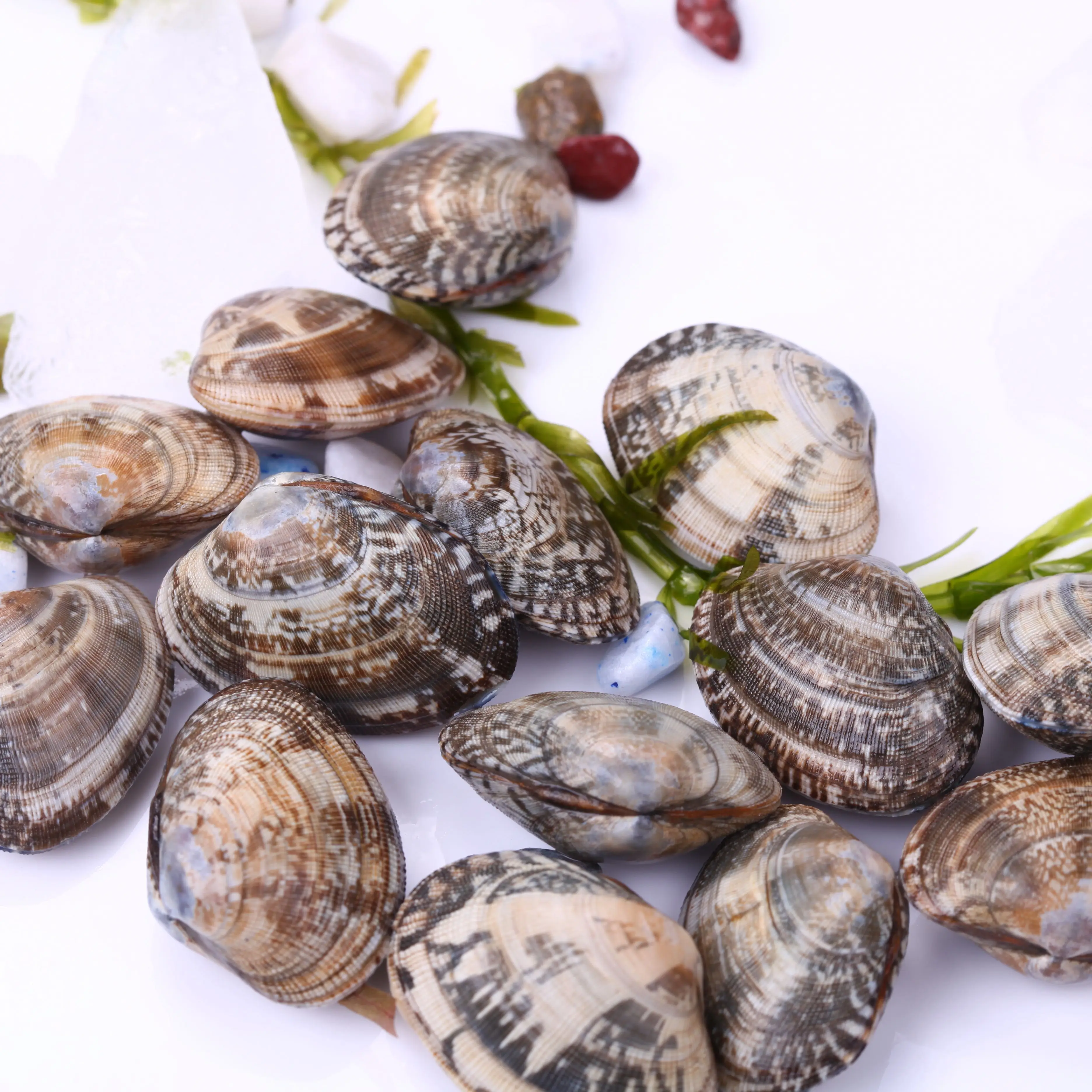 
FROZEN COOKED NEW PRODUCED BABY CLAM 