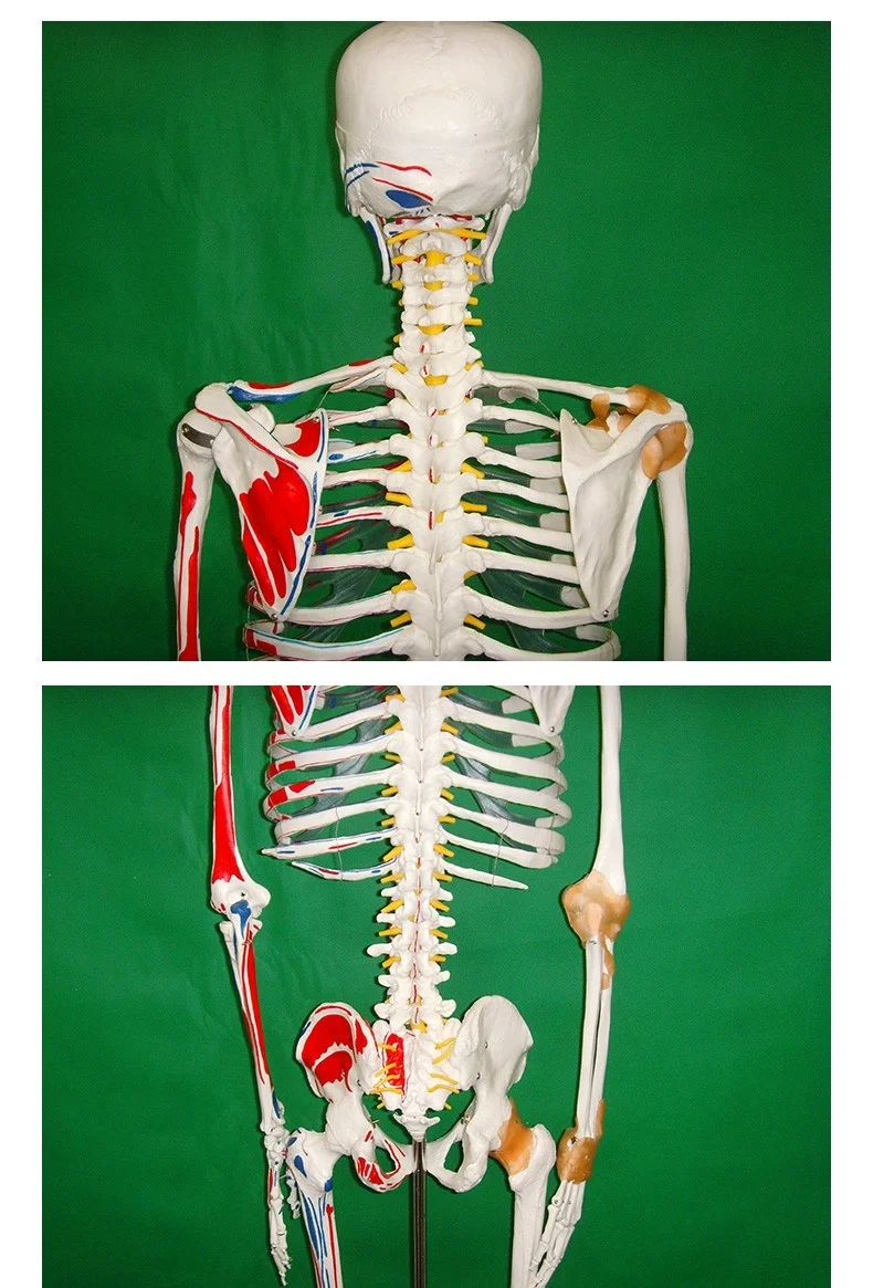 Skeleton with Muscles and Ligaments 180cm Tall  Life Size Human Bone  Anatomical Medical Science Full Size Model