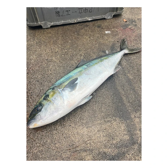 Wholesale Japan crunchy frozen high quality seafood importers trade