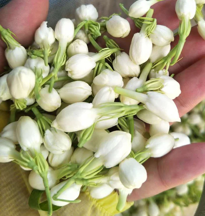 BXH China Jasmine manufacturers customized dried nature jasmine tea brand flowers natural flavour tea jasmine for coffee