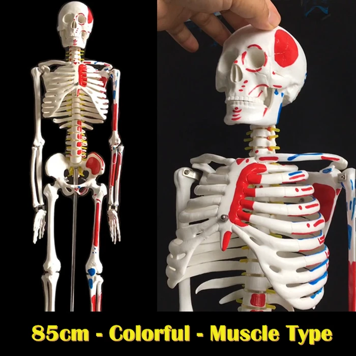 
Hot Sale 180cm Plastic Human Bones Model Anatomy Skeleton for medical anatomical 