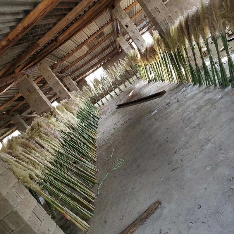 
Decorative Dried Flower 1.5m Large Dried Wedding Home Fluffy Prundo Phragmites Reeds Dried Pampas Grass 