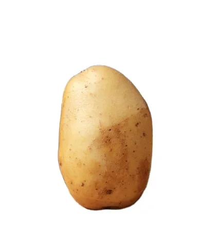 Raw Fresh Potatoes Best Grade New Cultivated Fresh Potatoes Best Quality Fresh Potatoes at Competitive Price