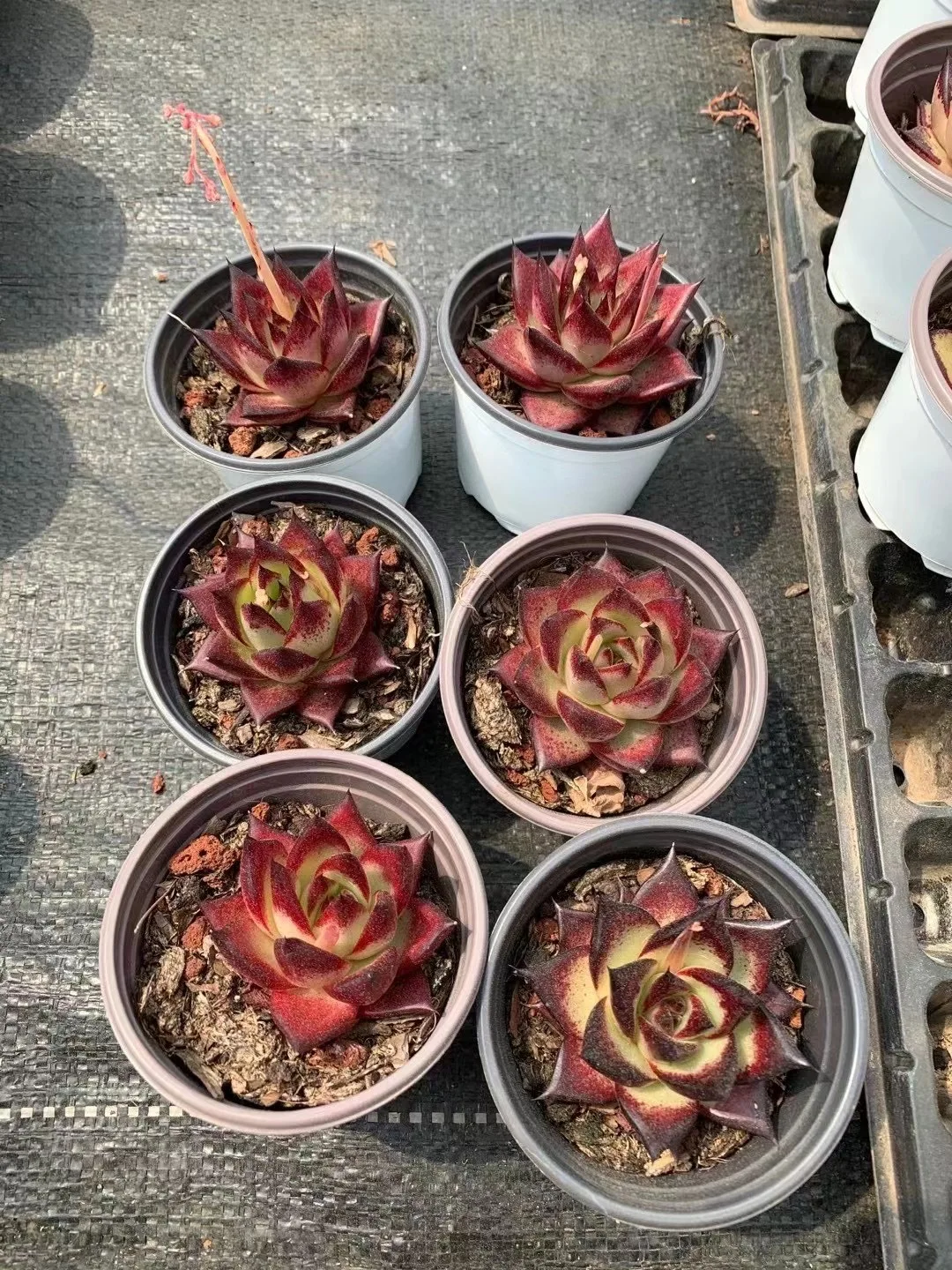 
Medinilla magnifica Lindl succulent plants live for home decoration 