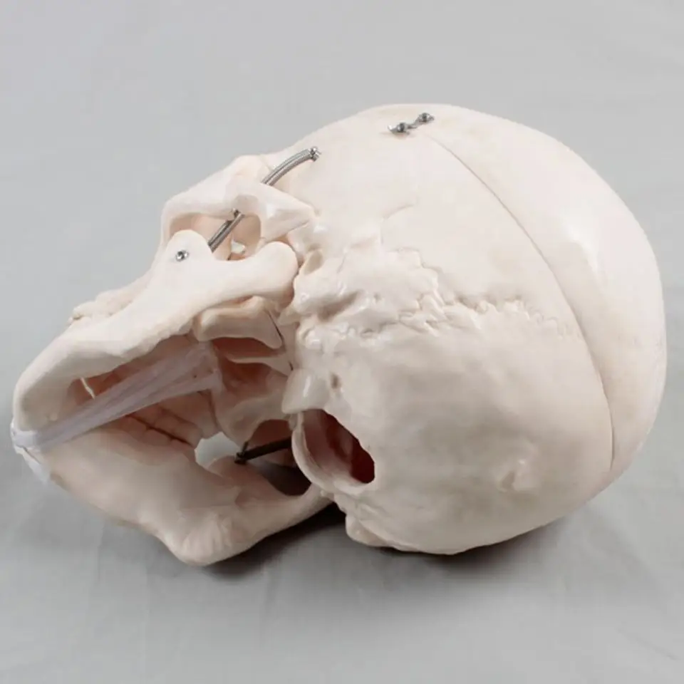 Манекен голова Череп Скелет человеческий череп модель усовершенствованная анатомическая пластиковая Миниатюрная человеческого черепа