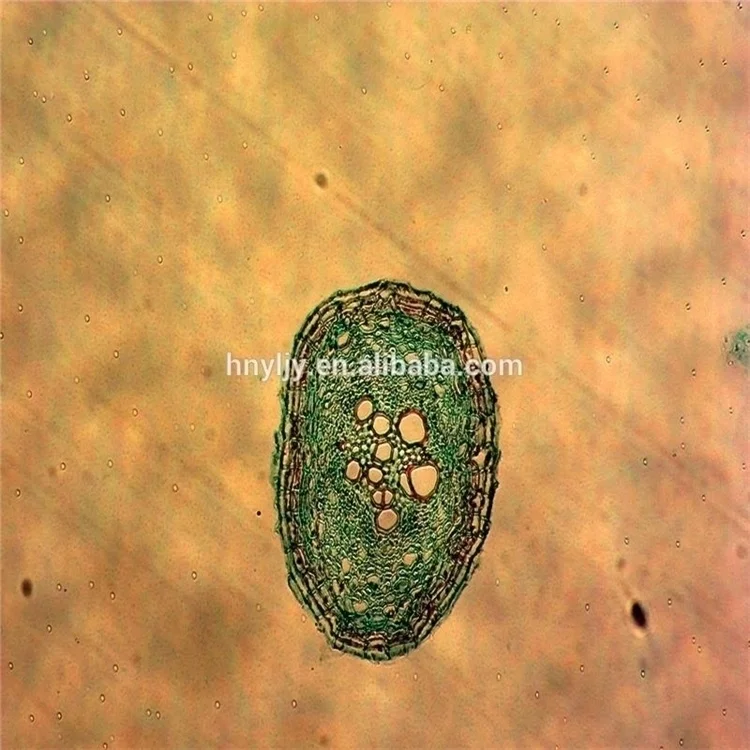 Factory Biology High Quality and Best Price Office & School Supplies Histology and Pathology Tissue Microscope Prepared Slides