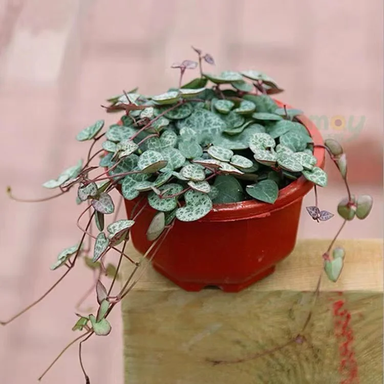 wholesale hanging round  flower pots large plastic plant growing bonsai pot holder hanger garden hanging baskets planter